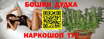 сатива Малгобек
